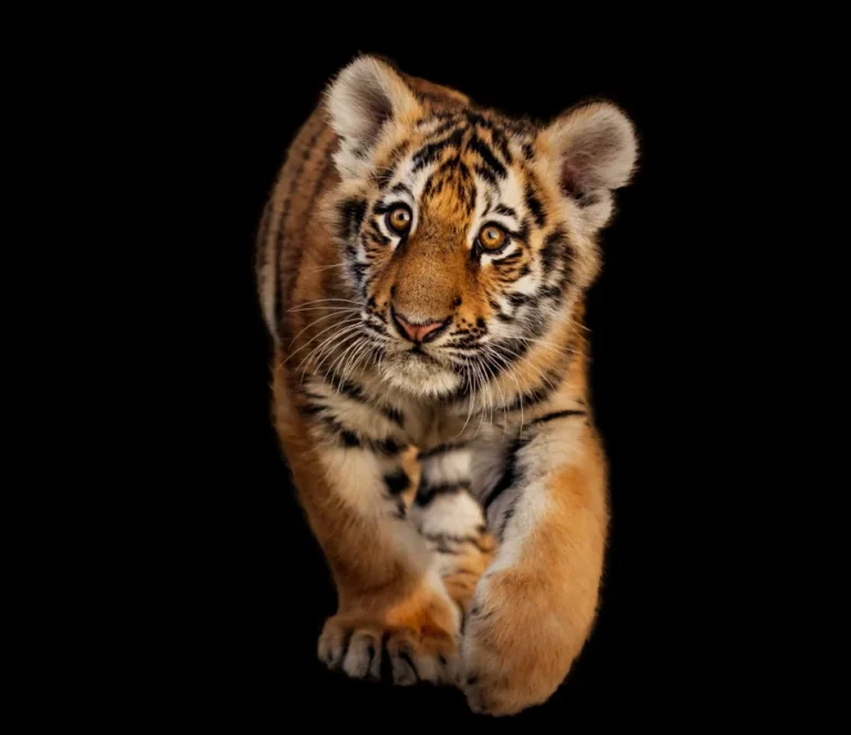 Scared cub alone in the dark jungle