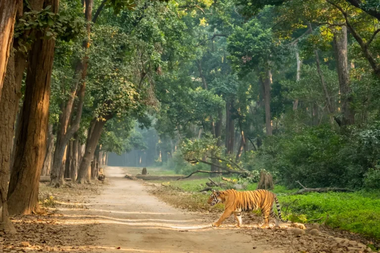 Tiger Walking and Patrolling his territory